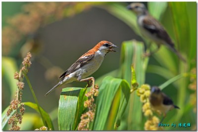 山麻雀公鳥-嘉義縣野鳥協會 陳建樺 拍攝